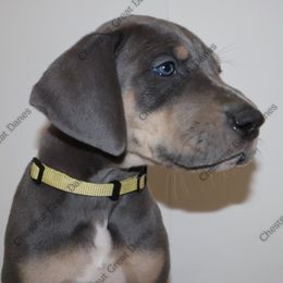 Sapphire - Blue female Great Dane puppy in Edinburg, Texas from Chestnut Great Danes