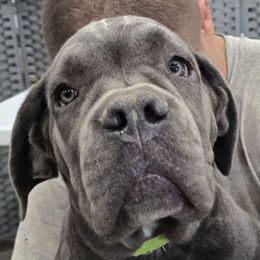 Green Collar Girl - AKC and ICCF - Gray female Cane Corso puppy in Gorman, Texas from McOmber Country Kennels
