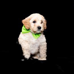 Goldendoodle Puppies from 757 Doodles
