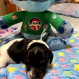 OREO. CKC FULL RIGHTS - Black and cream male Dachshund puppy in Elizabethtown, Kentucky from Teeny Tiny Puppy Tails
