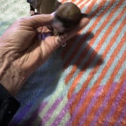 Chihuahua and Pembroke Welsh Corgi Puppies from Stephanie’s Corgi Colony