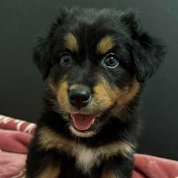 Mulan - Black tri-color female Australian Shepherd puppy in East Hartford, Connecticut from CT Aussies