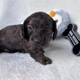 Dachshund Puppies from A Anchor Farm