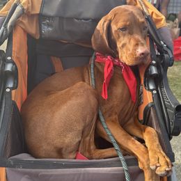 Vizsla All Grown Up from Alaea Farm & Kennel