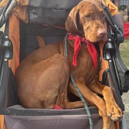Vizsla All Grown Up from Alaea Farm & Kennel
