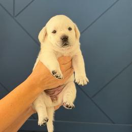 Black Female - Yellow female Labrador Retriever puppy in Temecula, California from Oak Valley Labradors