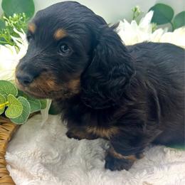 Farron - Black and cream male Dachshund puppy in Exeter, California from Sawtooth Miniature Dachshunds