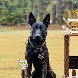 Vapor - Dutch Shepherd