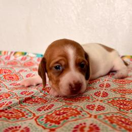 Mizzi - Piebald female Dachshund puppy in Woodlake, California from Wild West Weenies