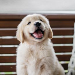 Golden Retrievers from Ethos Golden Retrievers