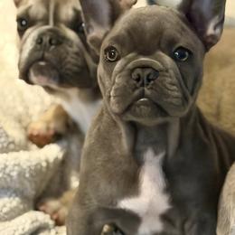 Louis - Blue male French Bulldog puppy in Glen Ellen, California from Frenchie’s of Glen Ellen