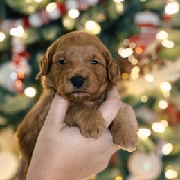 Boy 3 - Goldendoodle puppy in Riverton, Utah from Utah Doodlebug