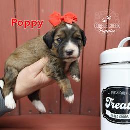 Poppy - Sable female Bernedoodle puppy in Heyworth, Illinois from Cobble Creek Puppies