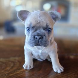 French Bulldog puppies from James River French Bulldogs