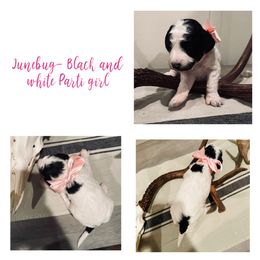 June - Goldendoodle puppy from Life of the Parti Doodles