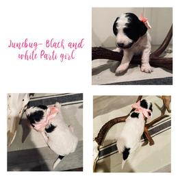 June - Goldendoodle puppy from Life of the Parti Doodles