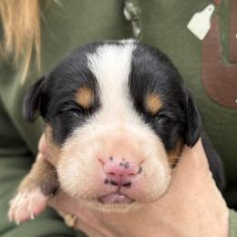Grey boy - Black, white and red male Greater Swiss Mountain Dog puppy in Woodland, Washington from Woodland Swissie’s