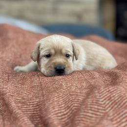 Baby Boy (Yellow) - Yellow male Labrador Retriever puppy in Chatfield, Minnesota from Terranova Retrievers