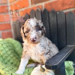 Cookie Crisp - Red merle male Aussiedoodle puppy in Corydon, Indiana from Ridgeline Doodles