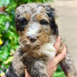 Enid - Blue merle female Bernedoodle puppy in Mattawan, Michigan from KaZoo Doodles
