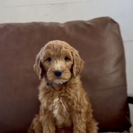 Dark blue - Red  male Goldendoodle puppy in St George, Utah from Doodle Bears of Southern Utah