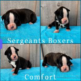 Comfort - Brindle male Boxer puppy in Madisonville, Texas from Sergeant's Boxers