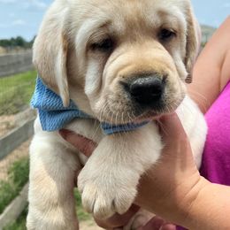 Labrador Retrievers from Belle Rose Labradors