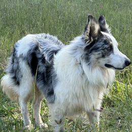Edge - Border Collie
