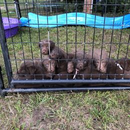 Chesapeake Bay Retrievers from Kilbourn Chesapeakes