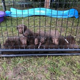 Chesapeake Bay Retrievers from Kilbourn Chesapeakes