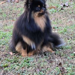 Zinnia - Pomeranian
