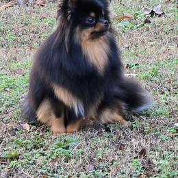 Zinnia - Pomeranian