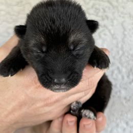 Bella - Black and silver German Shepherd puppy in Peoria, Arizona from Sunrise Shepherds