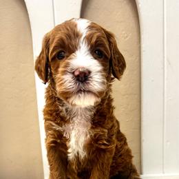 Doc - Red  male Goldendoodle puppy in Peoria, Arizona from Cactus Doods