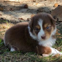 Girl 1 - Red tri-color female Australian Shepherd puppy in Leavenworth, Kansas from Silverbrook Australian Shepherds