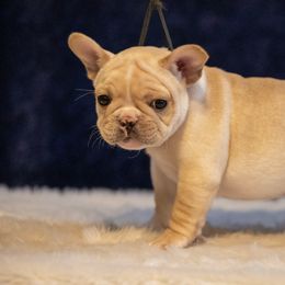 Australian Shepherds and French Bulldogs from Phyllis Six Pierce