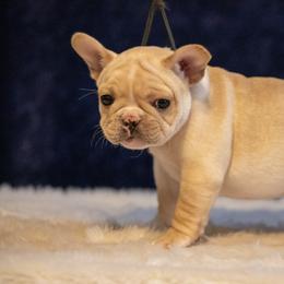 Australian Shepherds and French Bulldogs from Phyllis Six Pierce