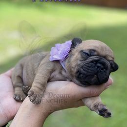French Bulldog Puppies from Ever Dream Frenchies