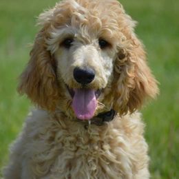 Poodle Puppies from Country Pups Poodles