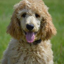 Poodle Puppies from Country Pups Poodles