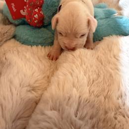 Purple - White female Boxer puppy in Evington, Virginia from Boxer Tails