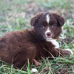 Elphaba - Red female Miniature American Shepherd puppy in Smithville, Arkansas from Cooper Creek Aussies