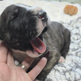 Rolo - Brindle male Great Dane puppy in Albany, Oregon from Red Cloud Australian Shepherds and DeGray Great Danes & Bulldogs