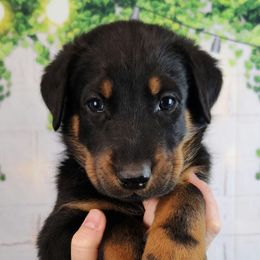 Loganberry - Black and rust male Beauceron puppy in Seattle, Washington from SilverStruck Kennels