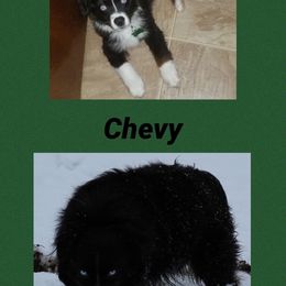 Miniature Australian Shepherd and Toy Australian Shepherd All Grown Up from BK Rustic Aussies