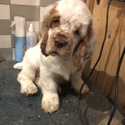 Clumber Spaniel Puppies from Creswick Clumber Spaniels