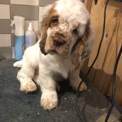 Clumber Spaniel Puppies from Creswick Clumber Spaniels