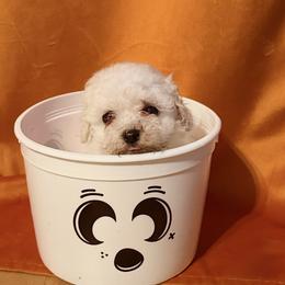Poodle Puppies from Tiny Toy Poodles
