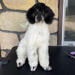 Harvey - Poodle