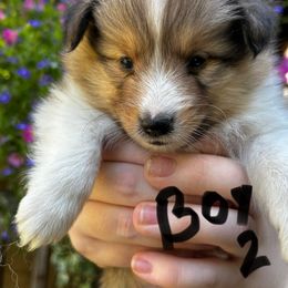 Max - Sable and white male Shetland Sheepdog puppy in East Bank, West Virginia from Belmar Shetland Sheepdogs